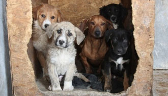 állatvédő kutya, cica, adó 1 százalék kutyák, állatmenhely, adóbevallás, adó 1+1