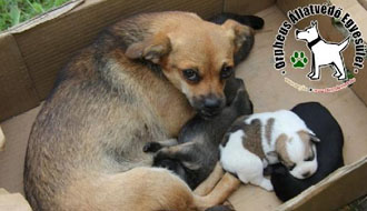 állatmenhely kutya, cica, adóbevallás adóbevallás, állatotthon, adó 1%