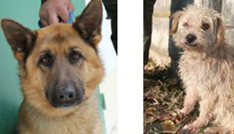 állatmenhelyen gazdikereső kutyamentés, állatmenhely, adóbevalláskor, adó egy százalék