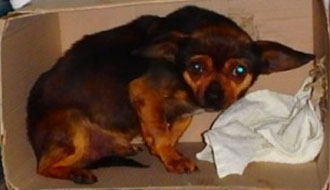 menhelyi kutya cica támogatás állatmenhely, gazdikereső, adó egy százalék, adó 1